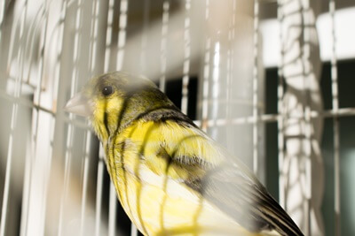 Can Canaries Be Set Free?