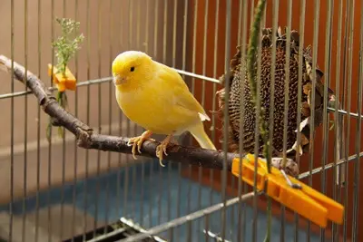 Canary Can’t Poop