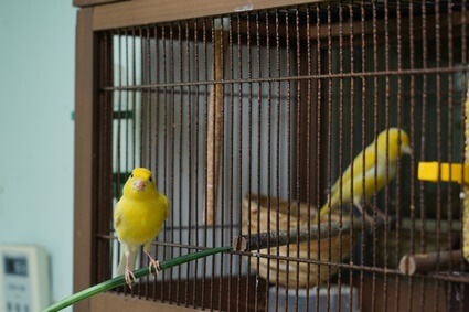 Should Canaries Have Mirrors?