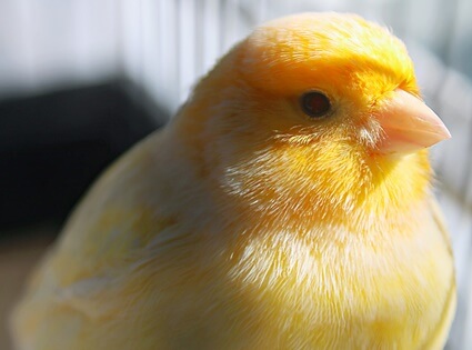 Why Is My Canary Breathing Fast?
