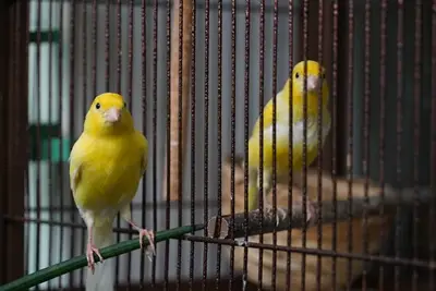 aggressive canary behavior