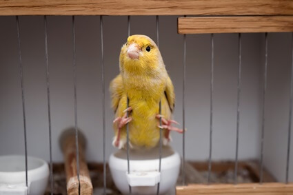 air sac mites symptoms in canaries