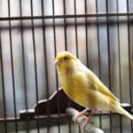 are all canaries yellow?