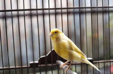 are all canaries yellow?