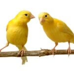 are canaries noisy?