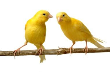 are canaries noisy?