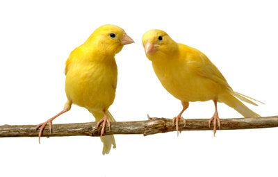 are canaries noisy?