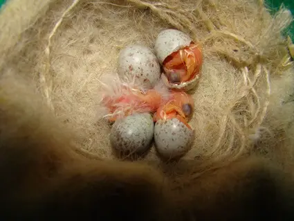 at what age do baby canaries leave the nest?