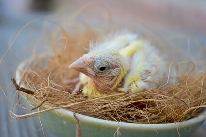 baby canary fell out of nest