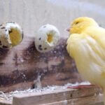 benefits of egg food for canaries