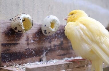 benefits of egg food for canaries