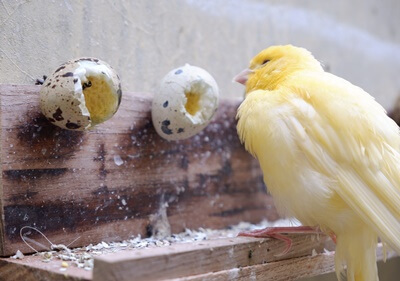 benefits of egg food for canaries