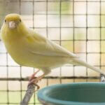benefits of sunlight for canaries