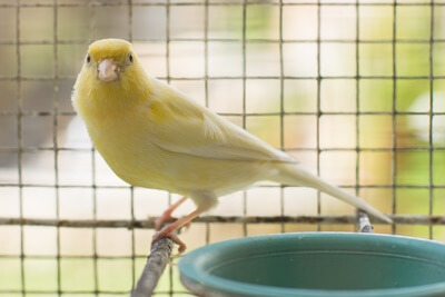 benefits of sunlight for canaries