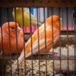 can canaries and finches be in the same cage?