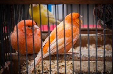 can canaries and finches be in the same cage?