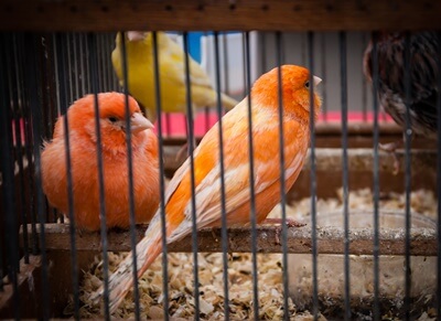 can canaries and finches be in the same cage?