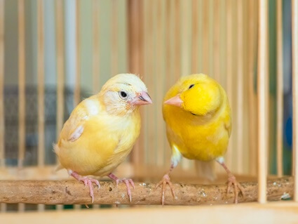 can canaries die from stress?