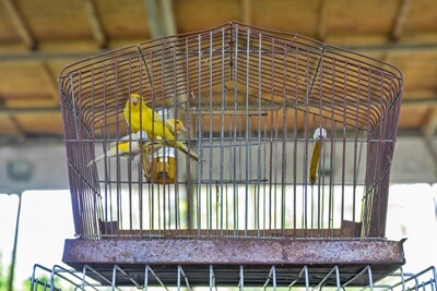 can canaries get worms?