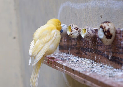 can canaries have raw egg?