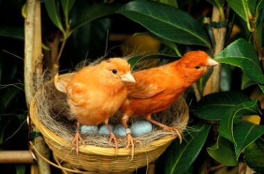 can canaries lay eggs without a male?
