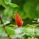 can canaries turn red?