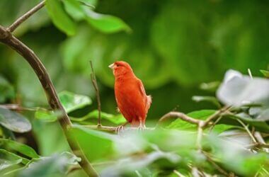 can canaries turn red?