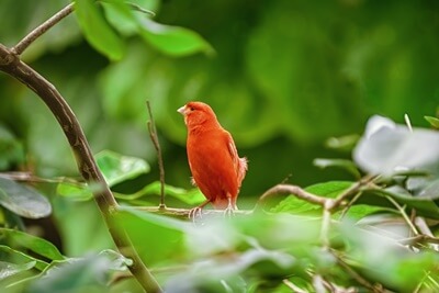 can canaries turn red?