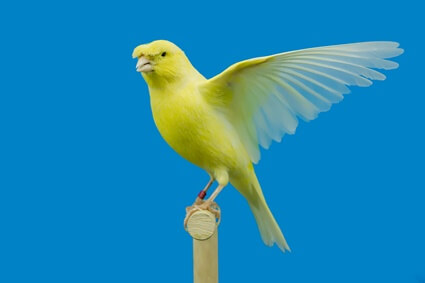 can you let a canary out of its cage?