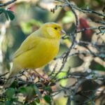 can you put plants in a canary cage?