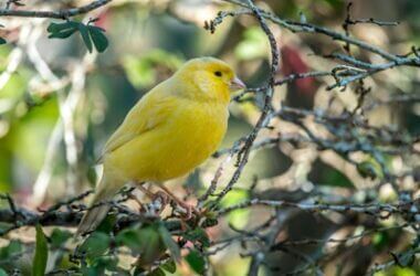 can you put plants in a canary cage?