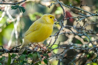 can you put plants in a canary cage?