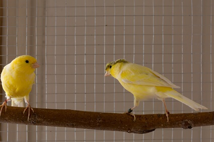 canaries fighting in cage
