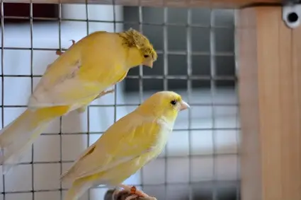 canary bird foot problems