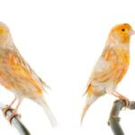 canary breeding problems