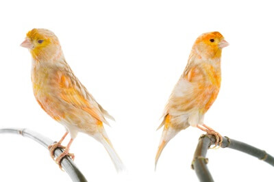 canary breeding problems