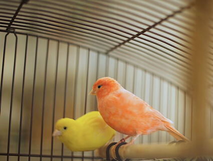 canary clicking beak