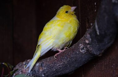 canary feet problems