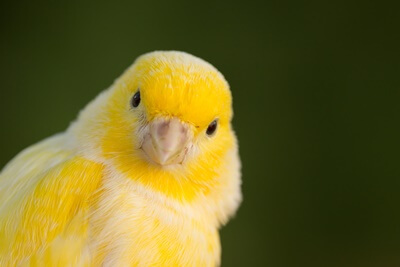 canary making clicking noises