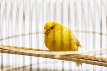 canary molting behavior