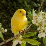 canary molting signs