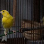 canary poop color meaning