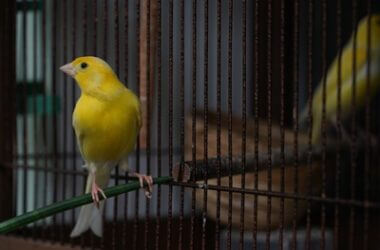 canary poop color meaning