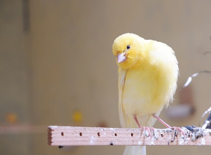 canary shedding feathers