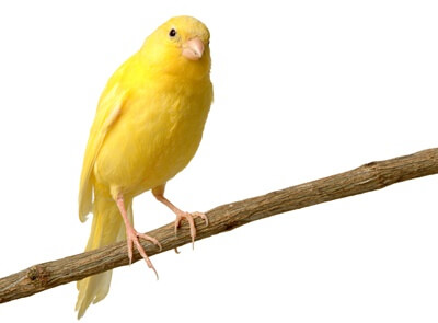 canary stress symptoms