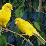 do canaries get lonely?
