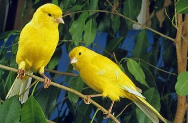 do canaries get lonely?