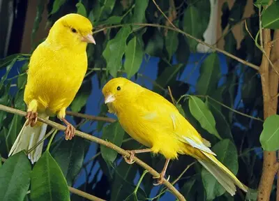 do canaries get lonely?