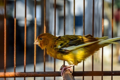 do canaries get scared?