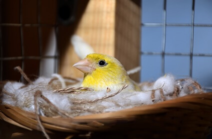 do canaries lay unfertilized eggs?